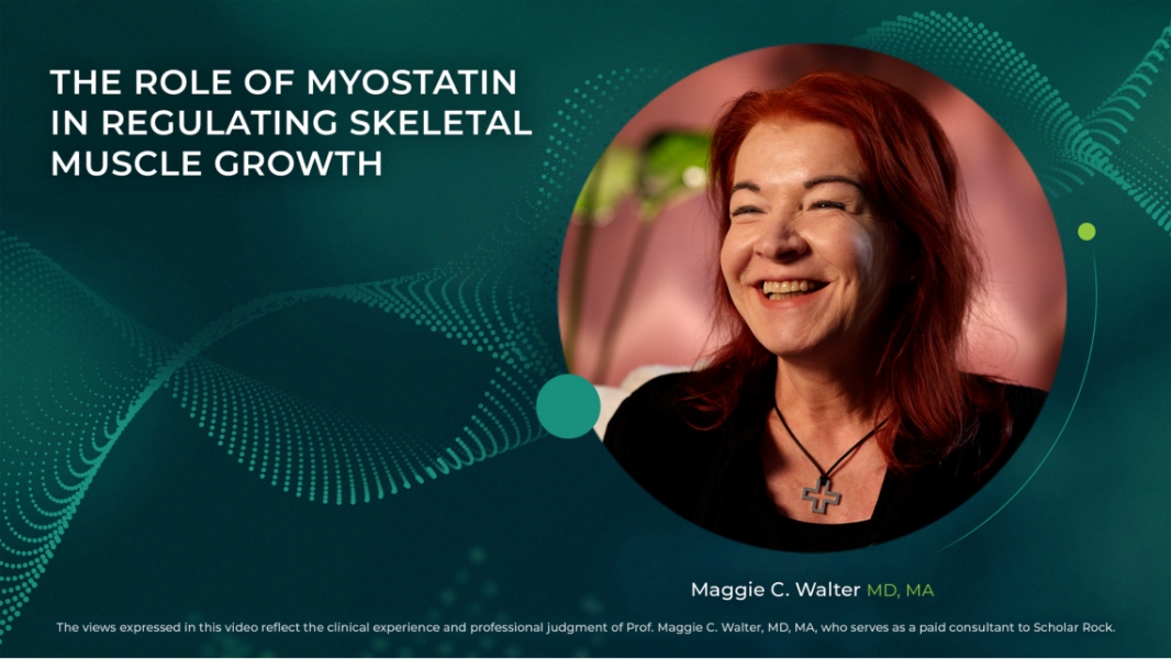 The Role of Myostatin in Regulating Skeletal Muscle Growth